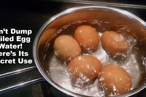 Don’t Dump Boiled Egg Water! Here’s Its Secret Use